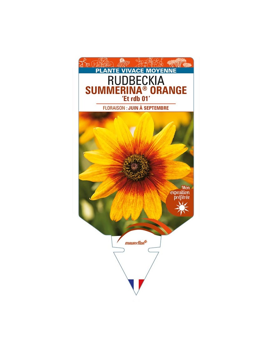 RUDBECKIA SUMMERINA® ORANGE 'Et rdb 01'