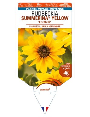 RUDBECKIA SUMMERINA® YELLOW 'Et rdb 02'