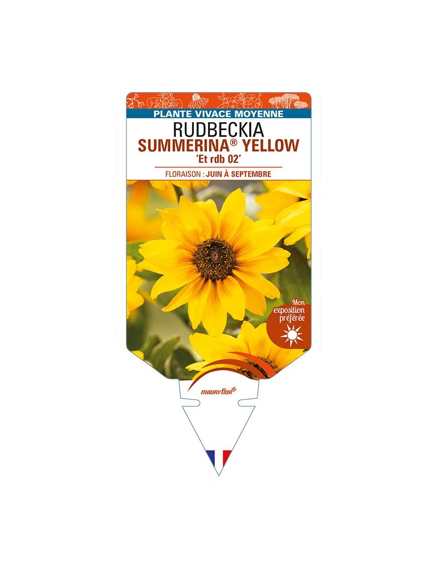 RUDBECKIA SUMMERINA® YELLOW 'Et rdb 02'