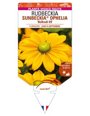 RUDBECKIA SUNBECKIA® OPHELIA 'Bullrudi 09'