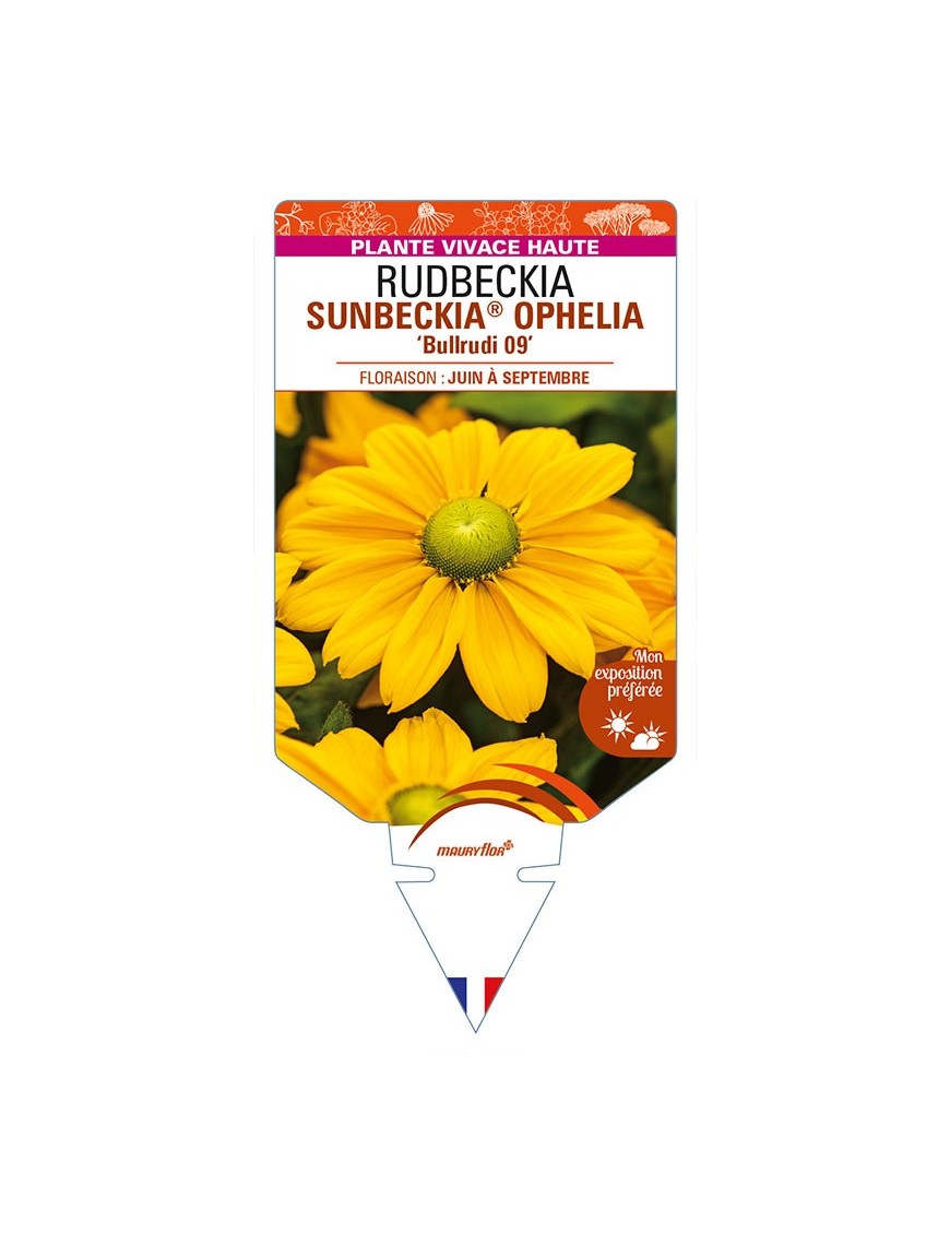 RUDBECKIA SUNBECKIA® OPHELIA 'Bullrudi 09'