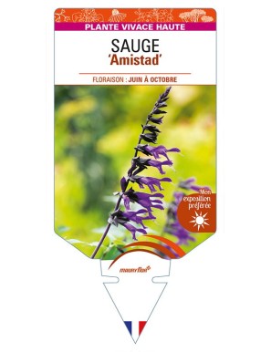 SALVIA 'Amistad' voir SAUGE