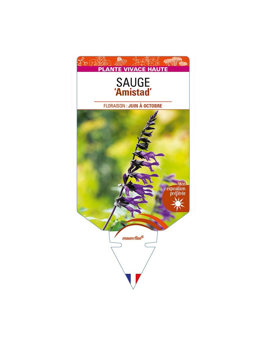 SALVIA 'Amistad' voir SAUGE