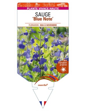 SALVIA 'Blue Note' voir SAUGE