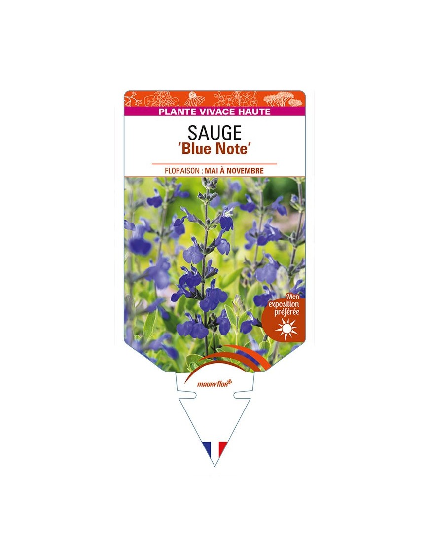 SALVIA 'Blue Note' voir SAUGE