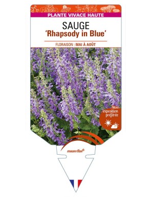 SALVIA 'Rhapsody in Blue' voir SAUGE