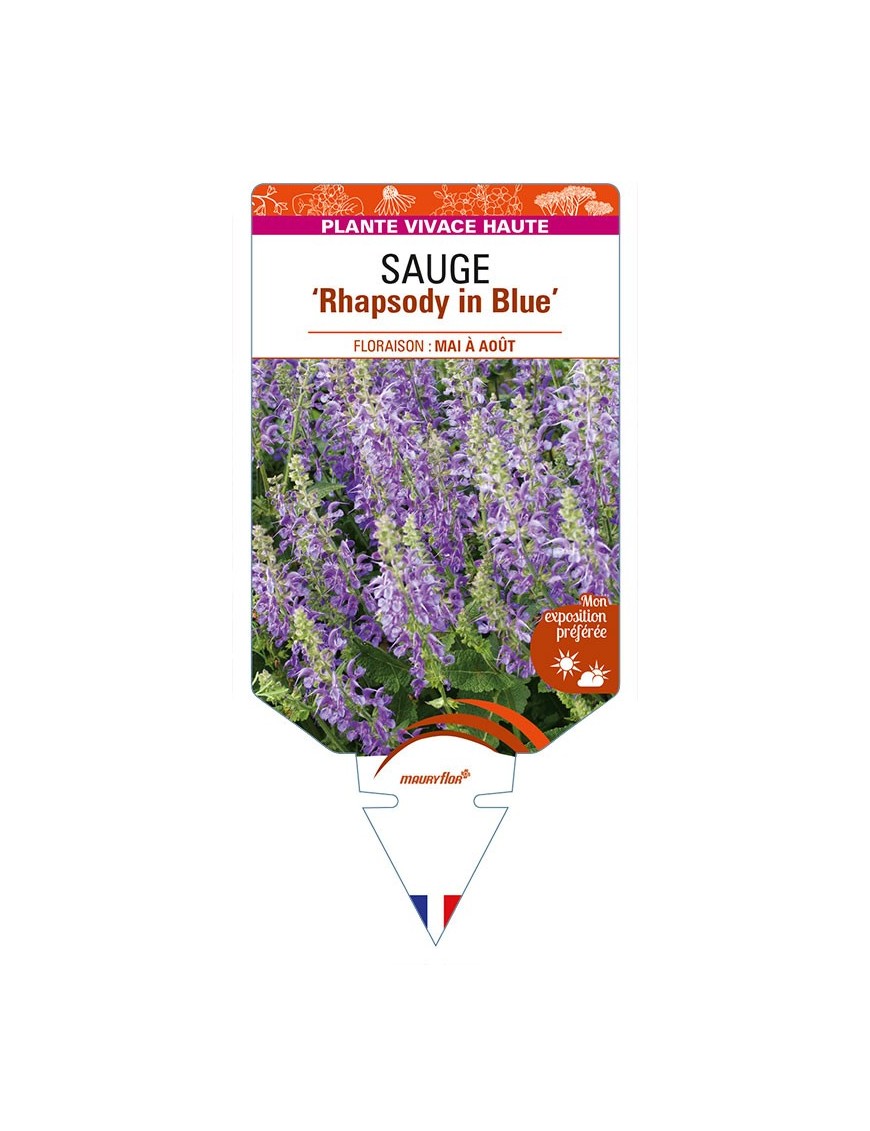 SALVIA 'Rhapsody in Blue' voir SAUGE