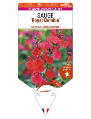 SALVIA 'Royal Bumble' voir SAUGE