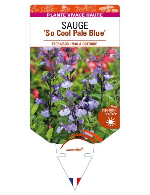 SALVIA 'So Cool Pale Blue' voir SAUGE