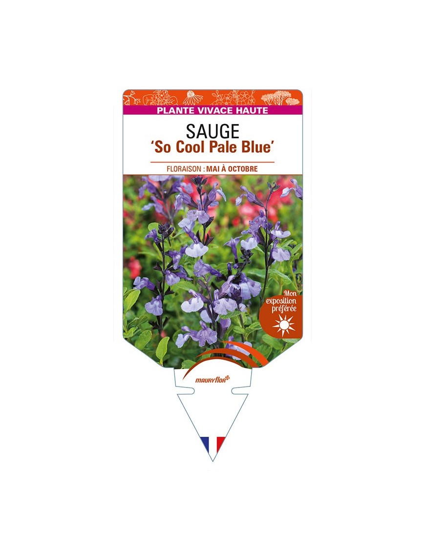 SALVIA 'So Cool Pale Blue' voir SAUGE