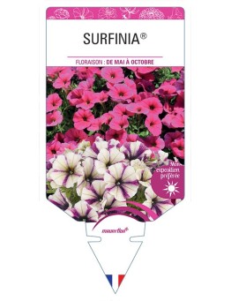SURFINIA® (VARIÉ)