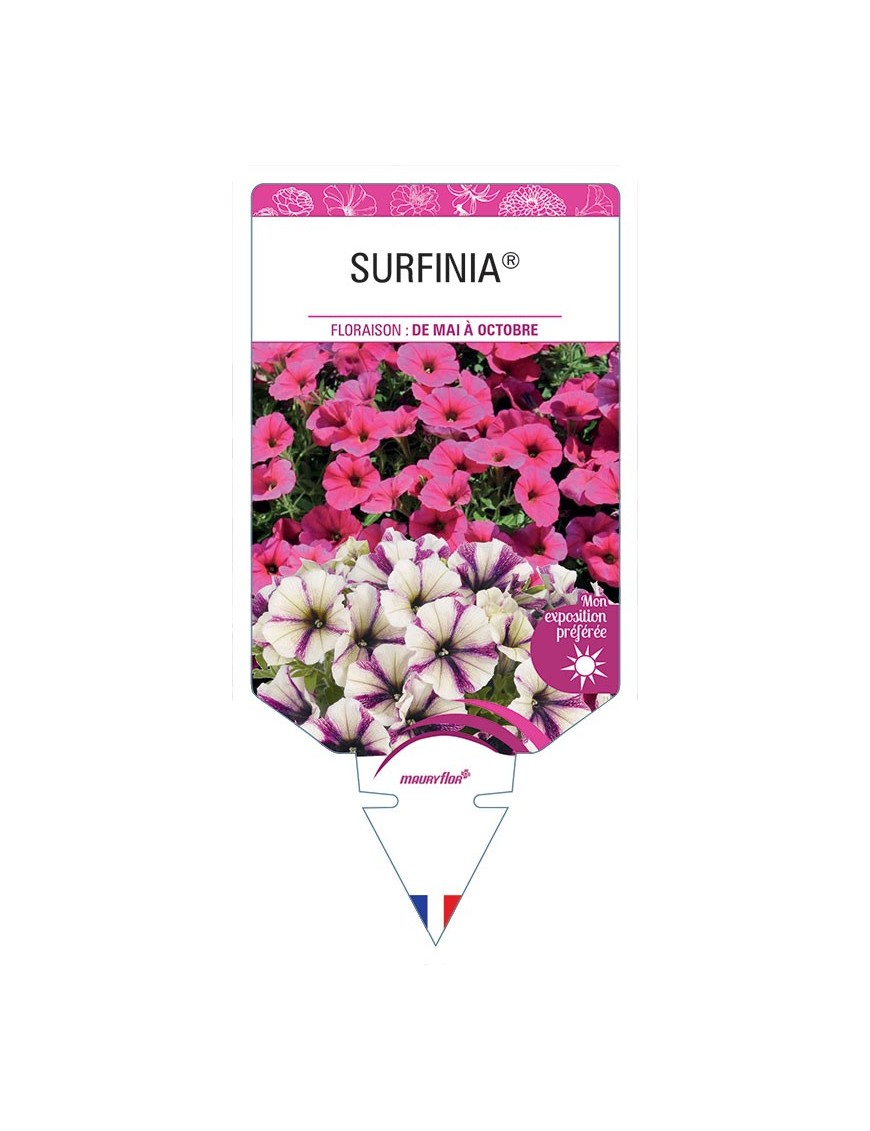 SURFINIA® (VARIÉ)