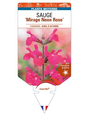 SALVIA ‘Mirage Neon Rose' voir SAUGE