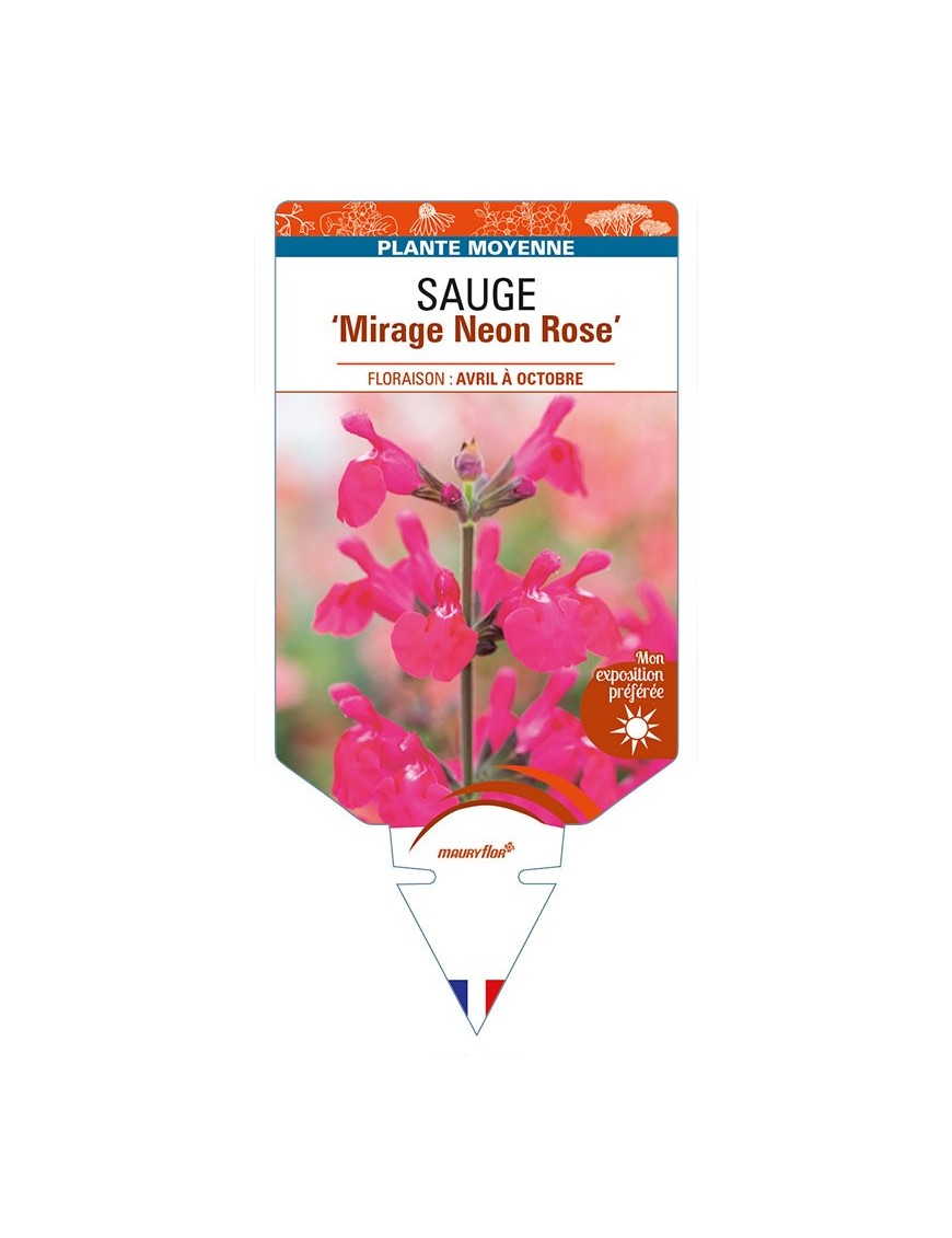 SALVIA ‘Mirage Neon Rose' voir SAUGE