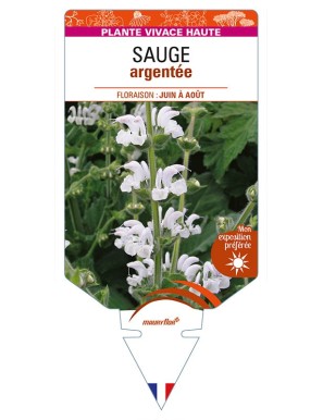 SALVIA argentea voir SAUGE argentée