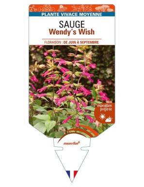 SALVIA buchananii x chiapensis Wendy’s Wish voir SAUGE