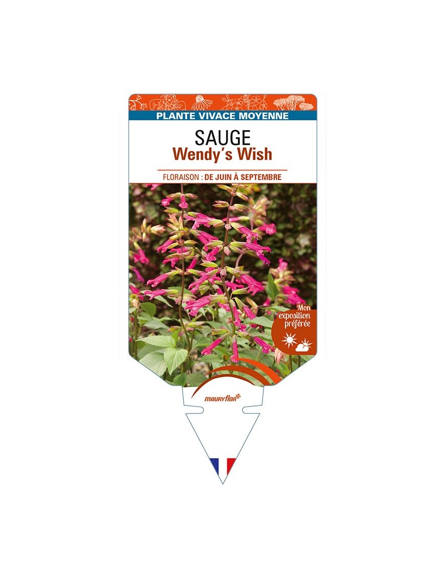 SALVIA buchananii x chiapensis Wendy’s Wish voir SAUGE