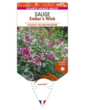 SALVIA Ember's Wish voir SAUGE