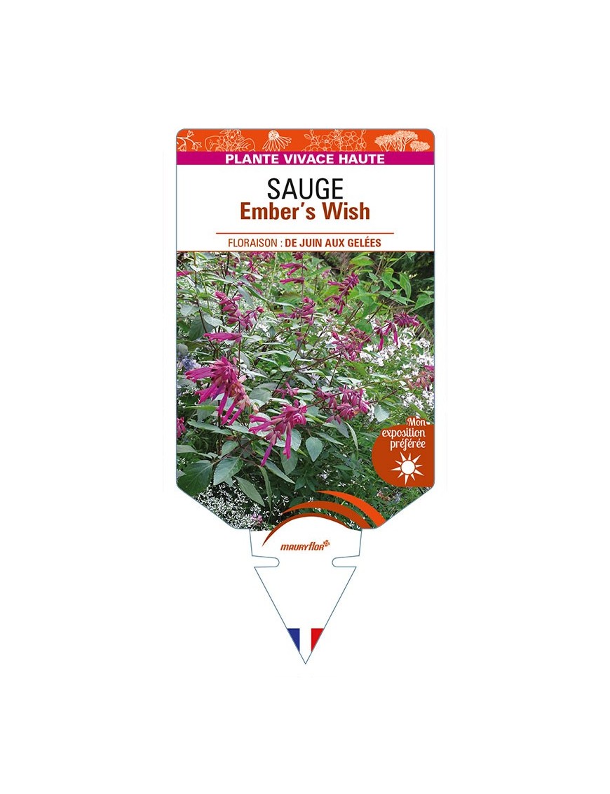 SALVIA Ember's Wish voir SAUGE