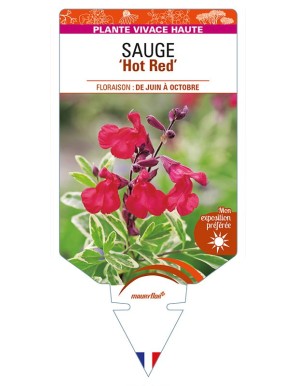 SALVIA greggii 'Hot Red' voir SAUGE