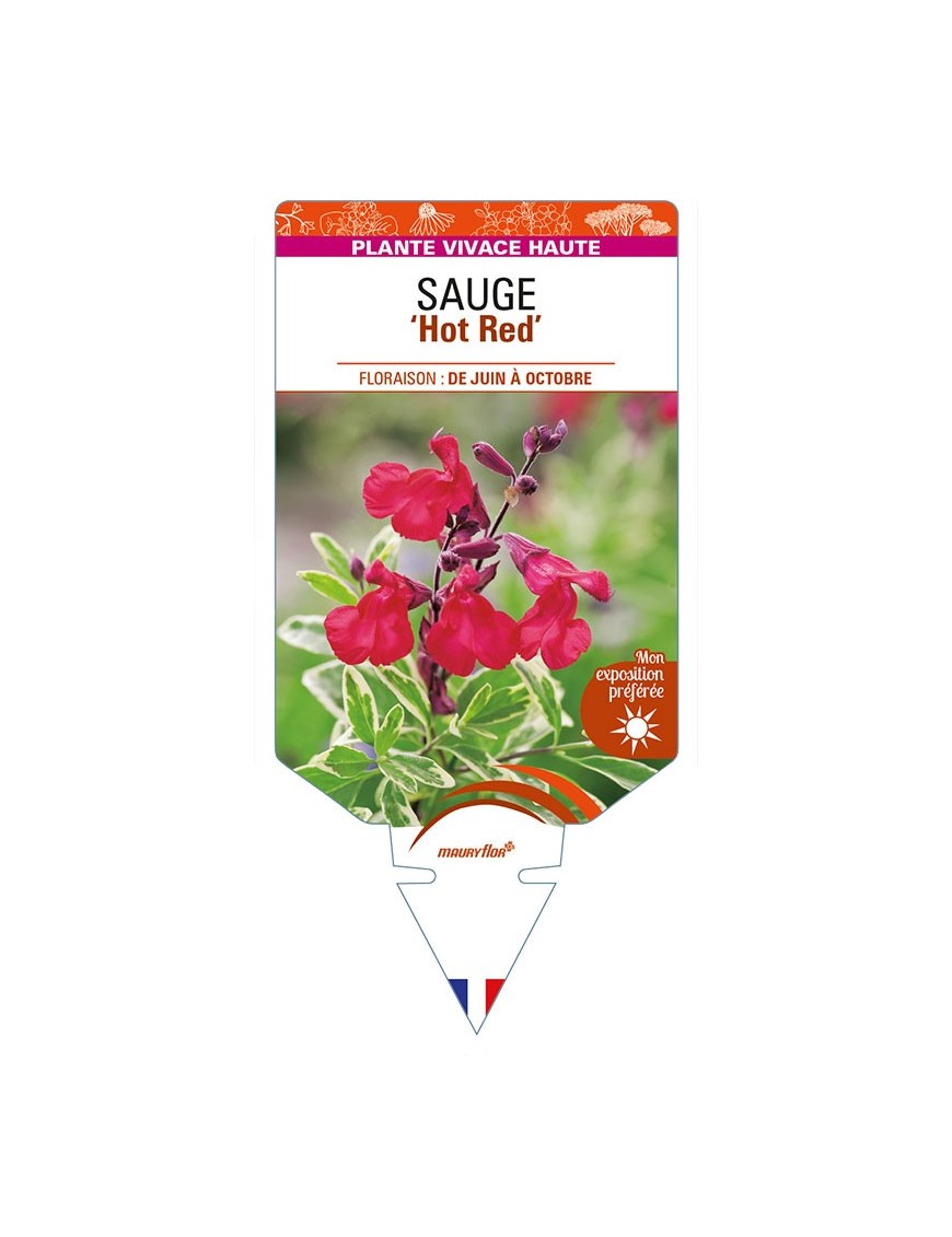 SALVIA greggii 'Hot Red' voir SAUGE