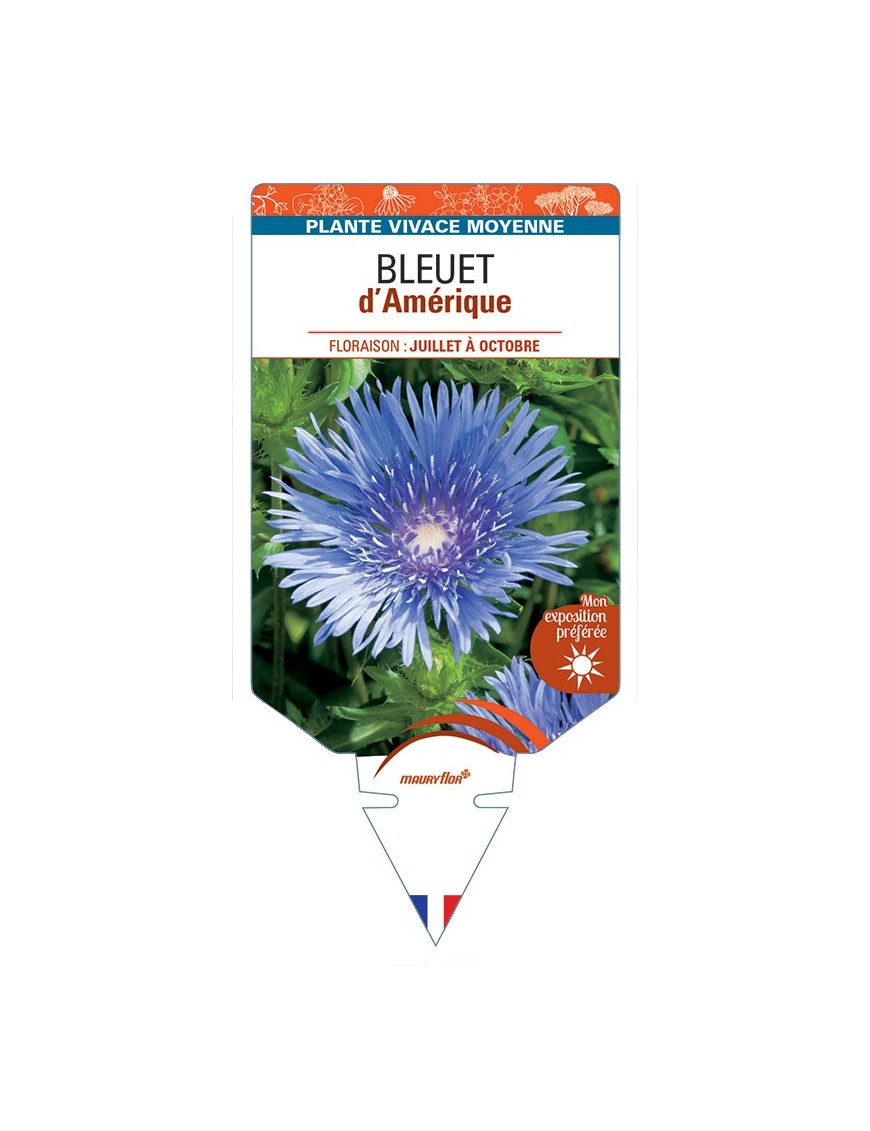STOKESIA laevis voir BLEUET d’Amérique *
