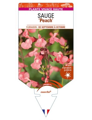 SALVIA greggii 'Peach' voir SAUGE