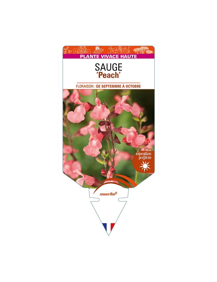 SALVIA greggii 'Peach' voir SAUGE