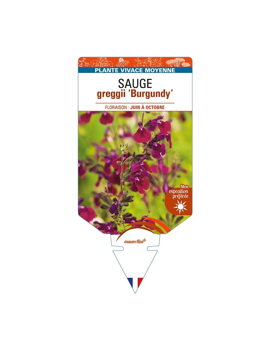 SALVIA greggii Burgundy voir SAUGE