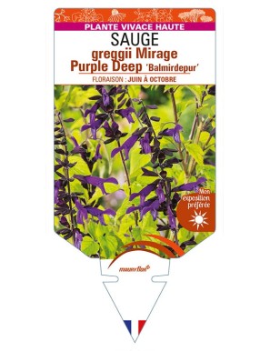 SALVIA greggii MIRAGE Purple Deep 'Balmirdepur' voir SAUGE