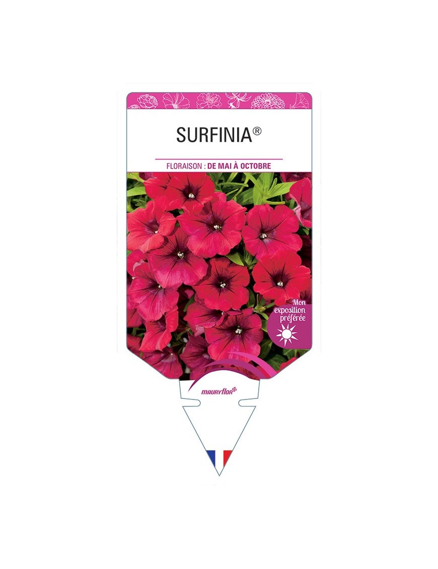 SURFINIA® (ROUGE)