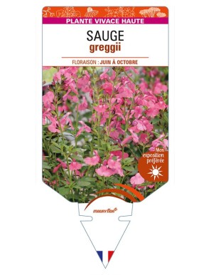 SALVIA greggii rose voir SAUGE