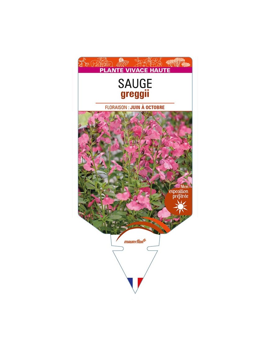 SALVIA greggii rose voir SAUGE