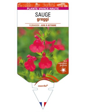 SALVIA greggii rouge voir SAUGE