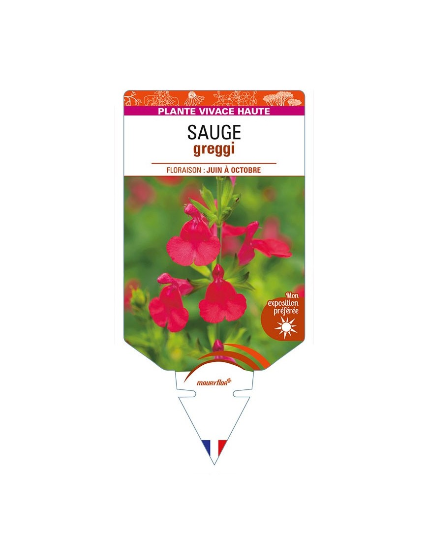 SALVIA greggii rouge voir SAUGE