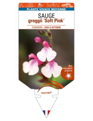 SALVIA greggii Soft Pink voir SAUGE