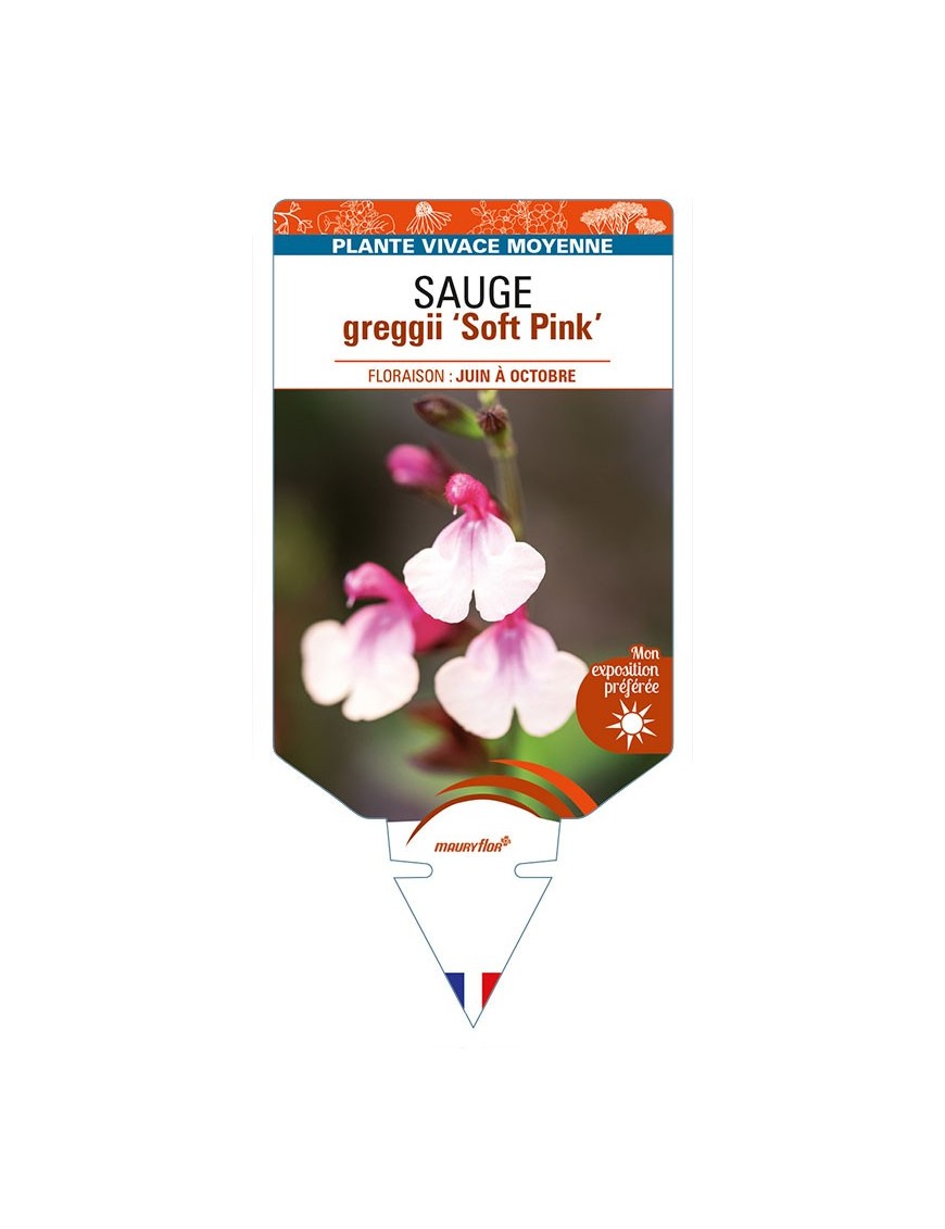 SALVIA greggii Soft Pink voir SAUGE