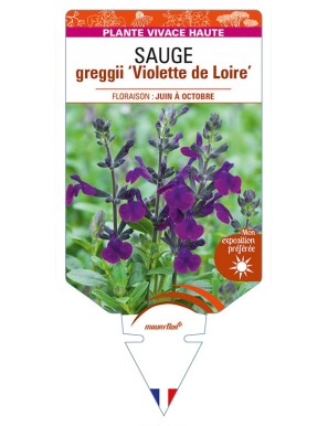 SALVIA greggii Violette de Loire voir SAUGE