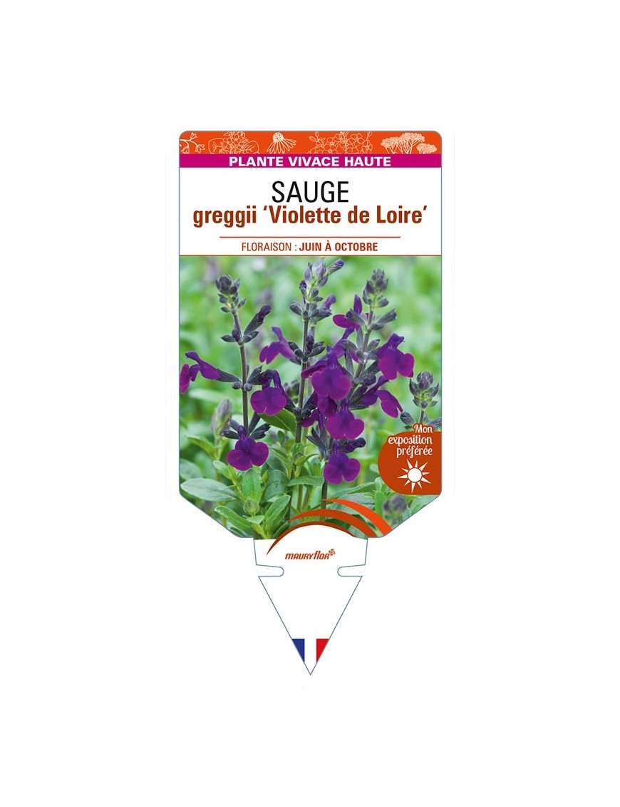 SALVIA greggii Violette de Loire voir SAUGE