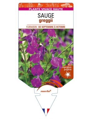 SALVIA greggii violette voir SAUGE