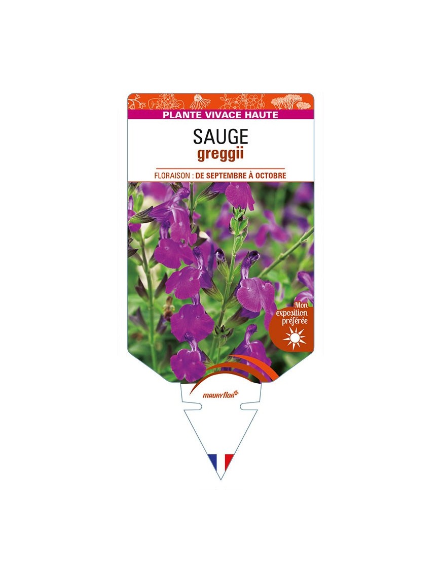 SALVIA greggii violette voir SAUGE