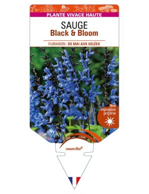 SALVIA guaranitica 'Black & Bloom voir SAUGE