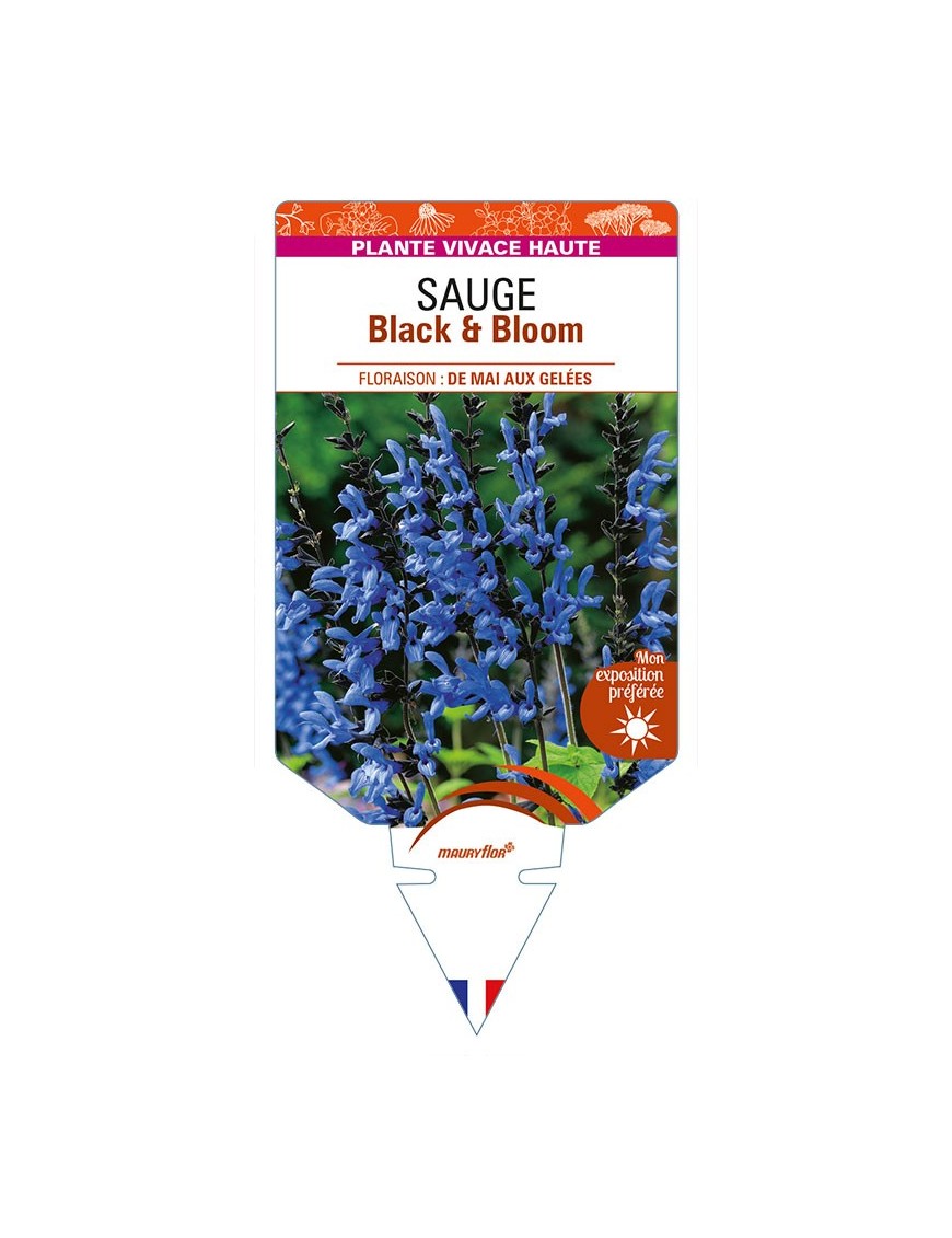 SALVIA guaranitica 'Black & Bloom voir SAUGE