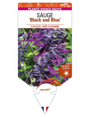 SALVIA guaranitica 'Black and Blue' voir SAUGE