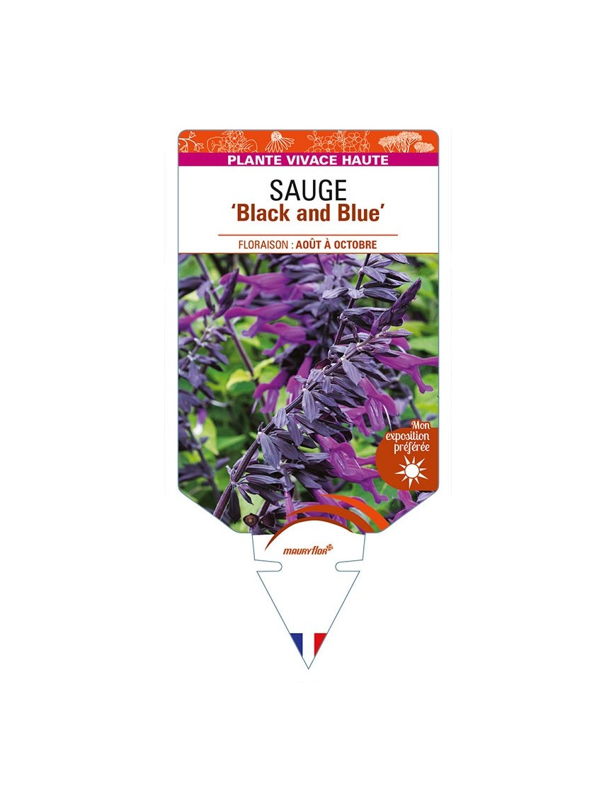 SALVIA guaranitica 'Black and Blue' voir SAUGE