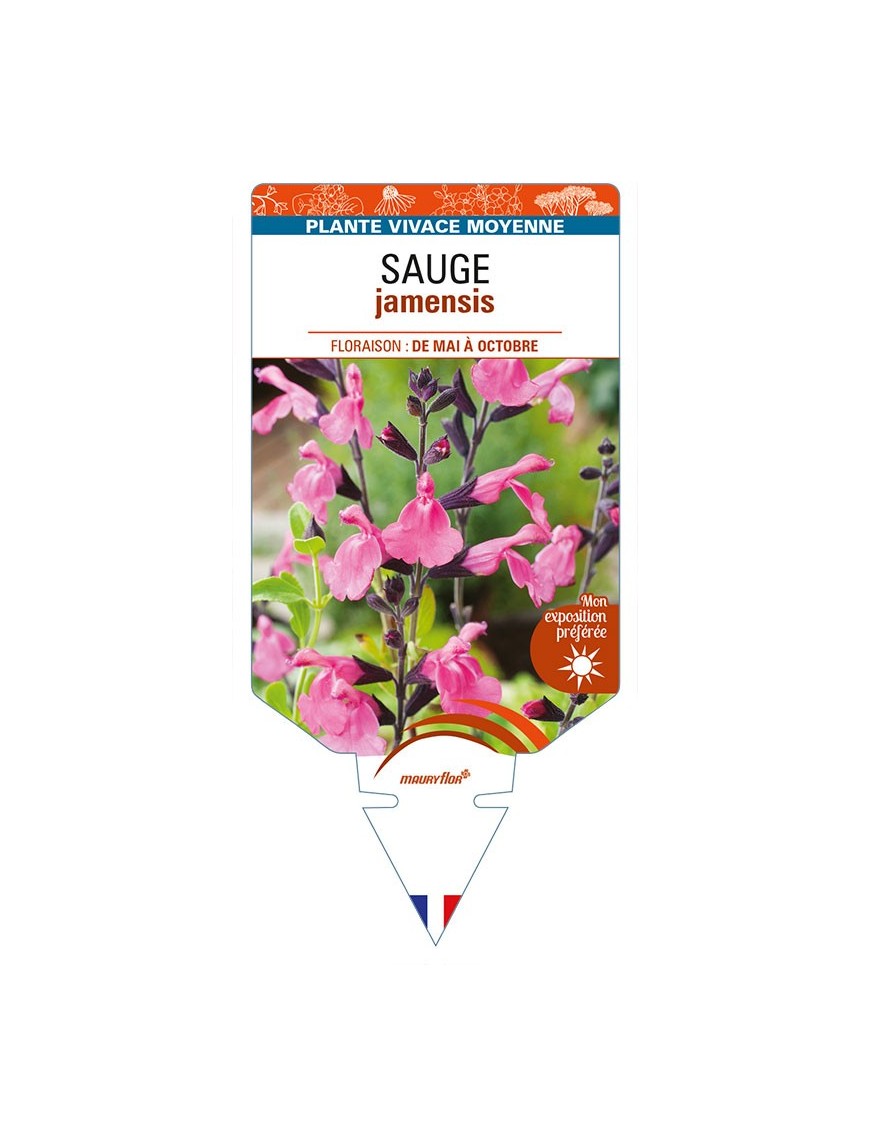 SALVIA jamensis voir SAUGE