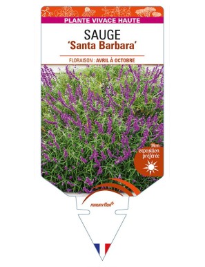 SALVIA leucantha 'Santa Barbara' voir SAUGE