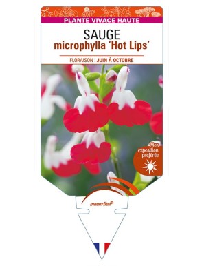 SALVIA microphylla 'Hot Lips' voir SAUGE