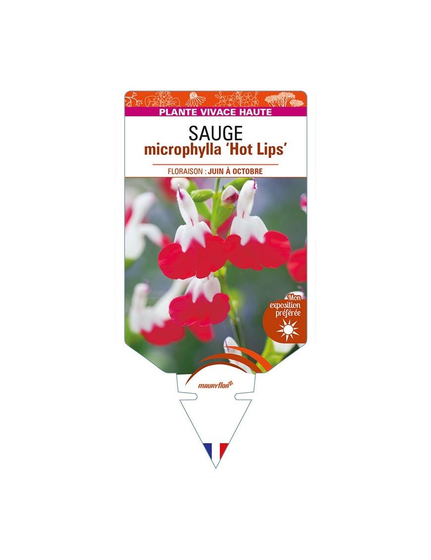 SALVIA microphylla 'Hot Lips' voir SAUGE