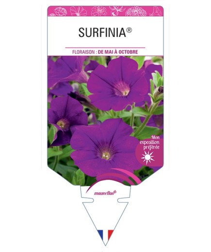 SURFINIA® (POURPRE)